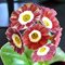 Примула ушковая 'Блаш Бэби' /         Primula auricula 'Blush Baby'